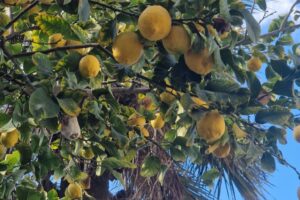 Sidrunipuud, kui ka apelsinipuud, olid sama tavaline nähtud nagu õunapuud meie aias.